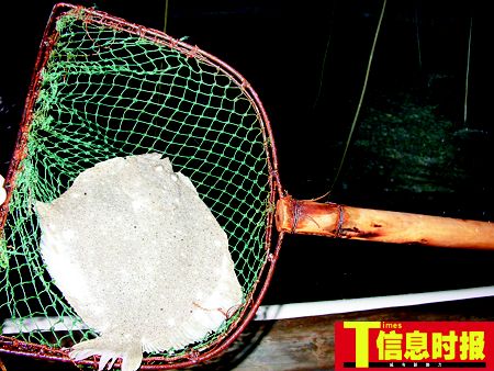 多宝鱼市场最新新闻，行业动态与市场趋势分析