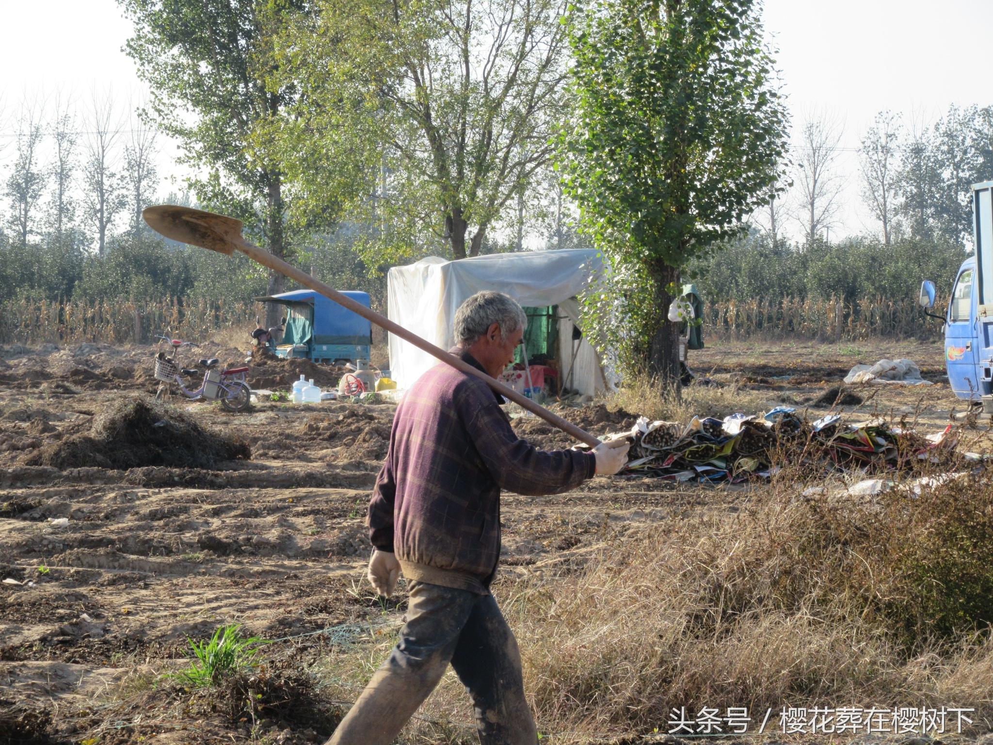 河北省麻山药最新价格动态分析