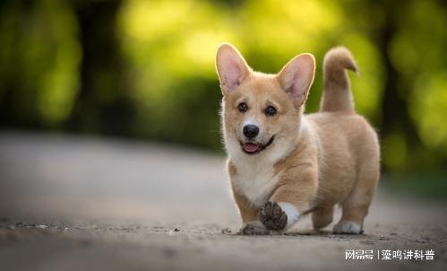 最新狗狗微信群二维码，社交新体验与宠物关爱共享